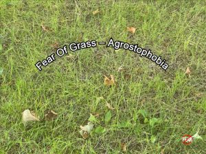 Miedo a la hierba – agrostofobia