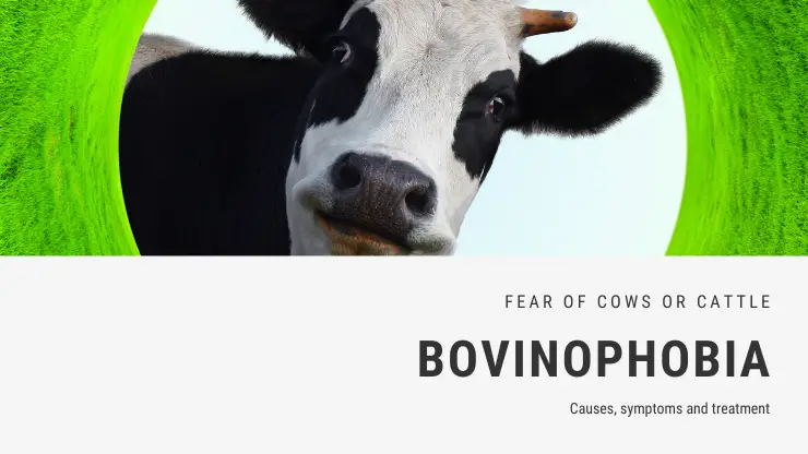 Miedo a las vacas o al ganado: bovinofobia o taurofobia Miedo a las vacas o al ganado: bovinofobia o taurofobia