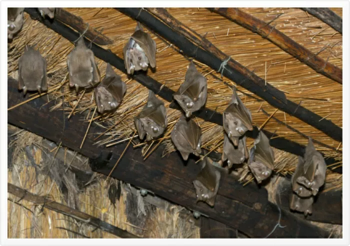 Todo sobre el miedo a los murciélagos y cómo superarlo con TCC, terapia y asesoramiento en Wolverhampton y West Midlands Todo sobre el miedo a los murciélagos y cómo superarlo con TCC, terapia y asesoramiento en Wolverhampton y West Midlands