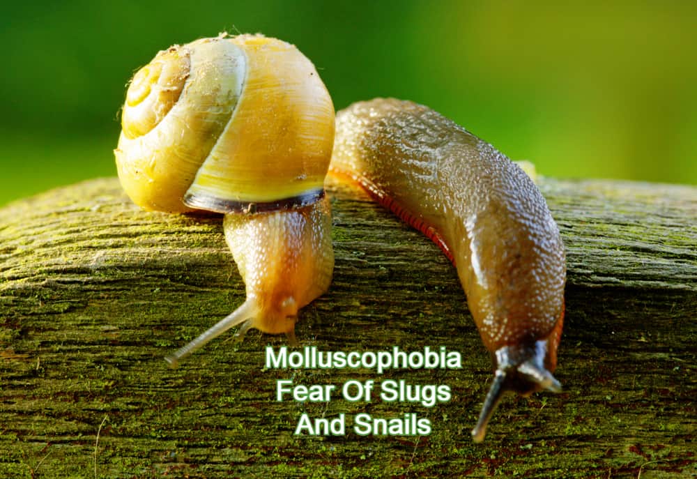 Moluscofobia – miedo a los caracoles Moluscofobia – miedo a los caracoles