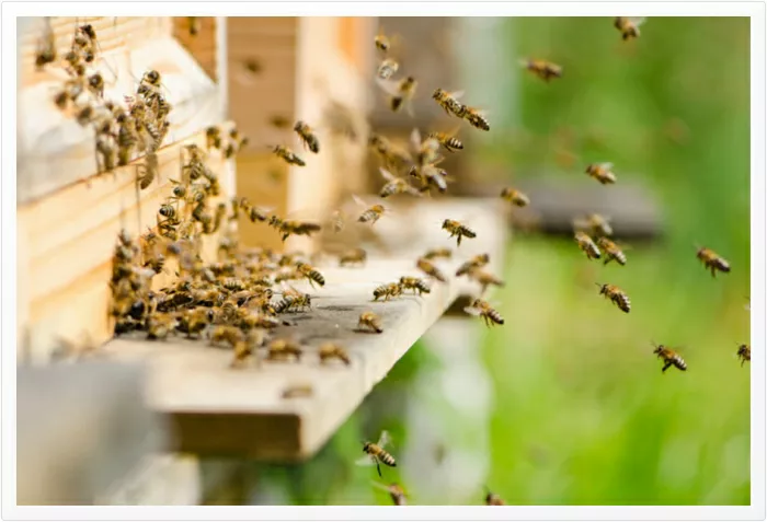 Todo sobre el miedo a las abejas y cómo superarlo con TCC, terapia y asesoramiento en Wolverhampton y West Midlands Todo sobre el miedo a las abejas y cómo superarlo con TCC, terapia y asesoramiento en Wolverhampton y West Midlands