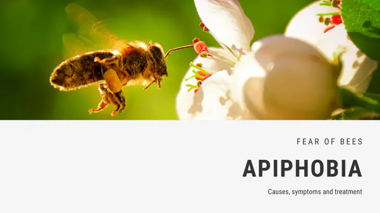 Miedo a la fobia a las abejas – apifobia Miedo a la fobia a las abejas – apifobia