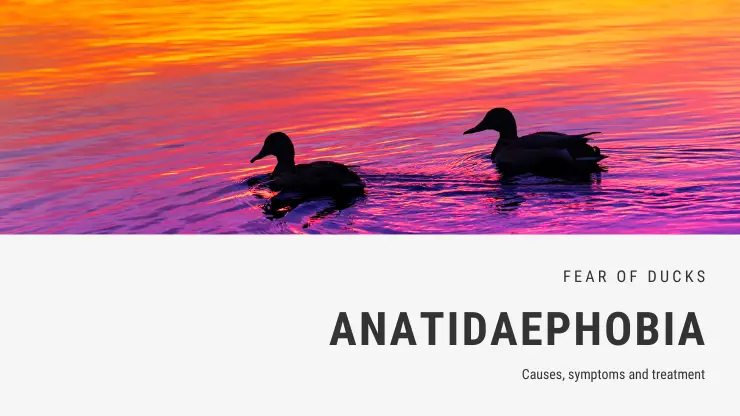Miedo a la fobia a los patos – Anatidaephobia Miedo a la fobia a los patos – Anatidaephobia