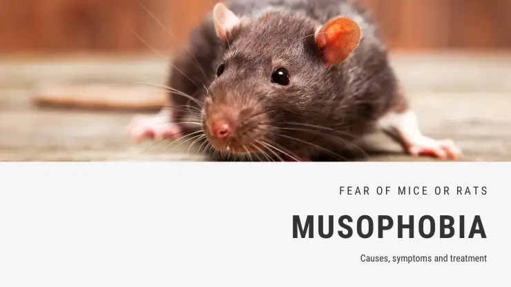 Miedo a los ratones o fobia a las ratas – musofobia Miedo a los ratones o fobia a las ratas – musofobia