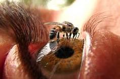 Apifobia – miedo a las abejas Apifobia – miedo a las abejas