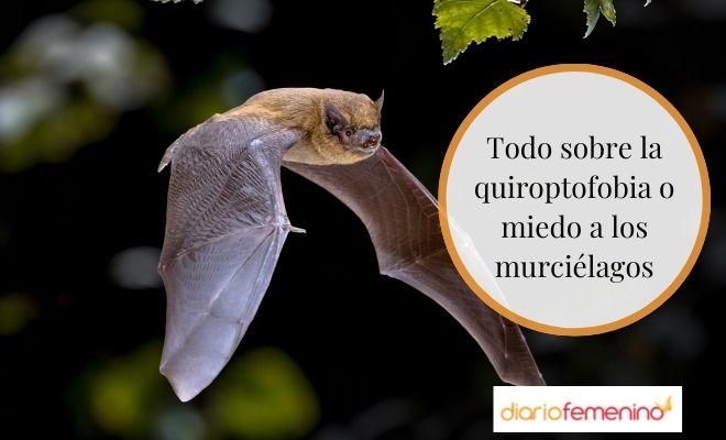 Quiroptofobia: miedo a los murciélagos Quiroptofobia: miedo a los murciélagos